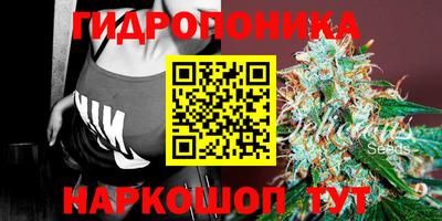 шишки Можга